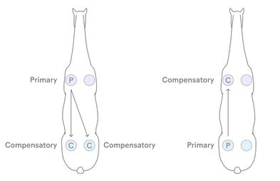 Compensatory patterns explained