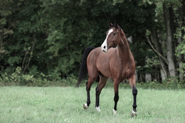 Sleip_Trot_Blue Wonder_LR_L1A2229-1 Sleip_Trot_Blue Wonder_LR_L1A2229-1