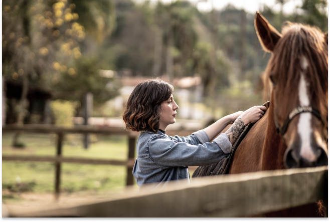 brushing the horse