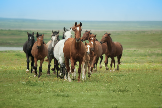 herd of horses