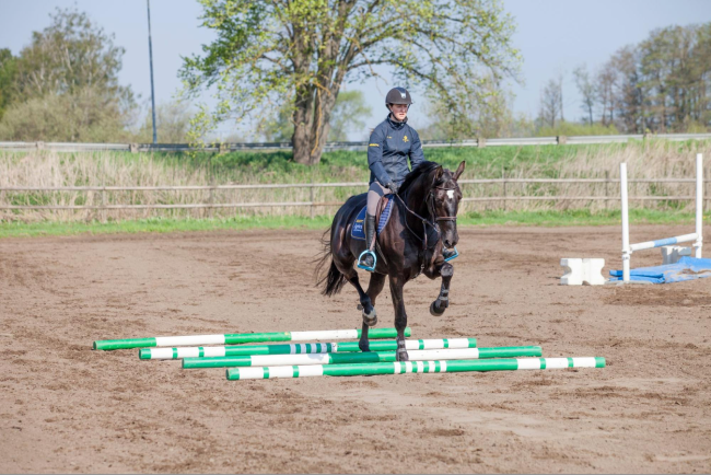 horse training