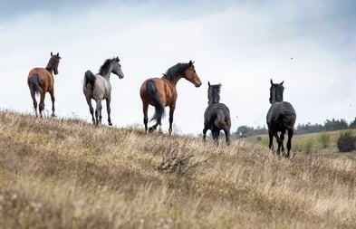 New study explores risk factors for orthopaedic disease in Swedish Warmbloods