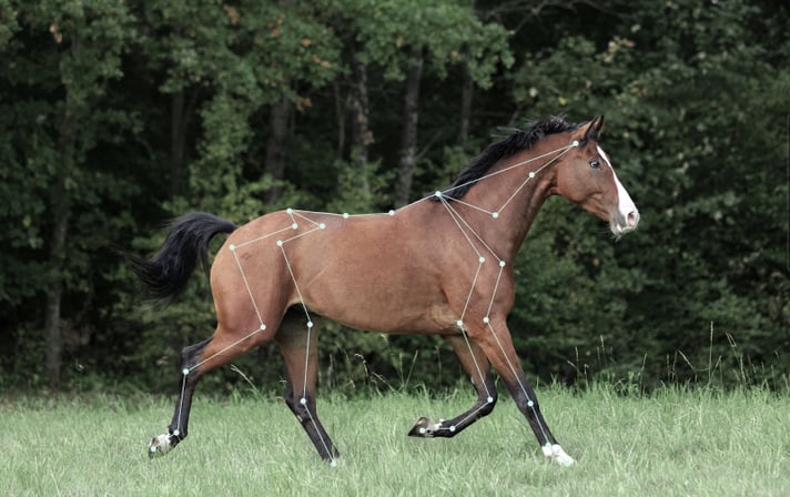 keypoints on a horse body