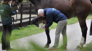 Adding clarity to lameness diagnostics
