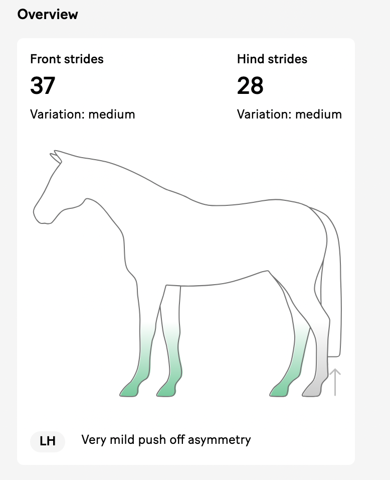 Minstrel AFTER summary view horse illustration