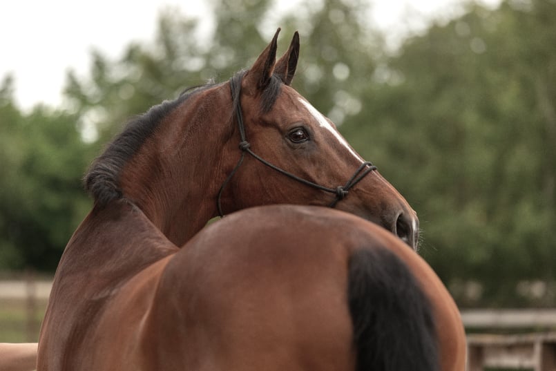 Decoding equine pain through facial expressions and behaviour with Dr Johan Lundblad
