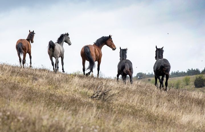 New study explores risk factors for orthopaedic disease in Swedish Warmbloods