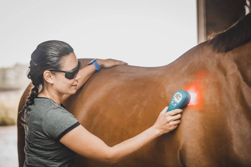 Pushing boundaries as a physio in the world of high-performance sport horses