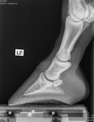 x-ray5