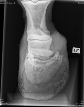 xray3
